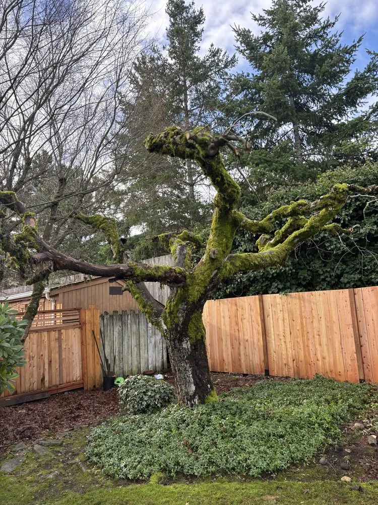 Top-rated landscape installation in Tacoma, WA by Dennis Dillon Pruning