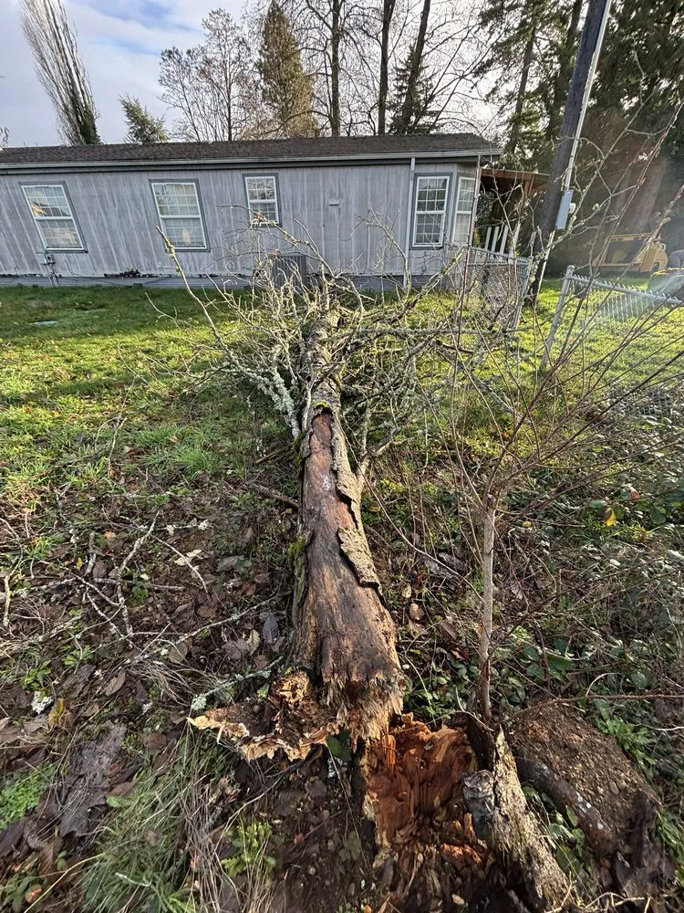 Professional yard cleanup service in Tacoma, WA by Dennis Dillon Pruning