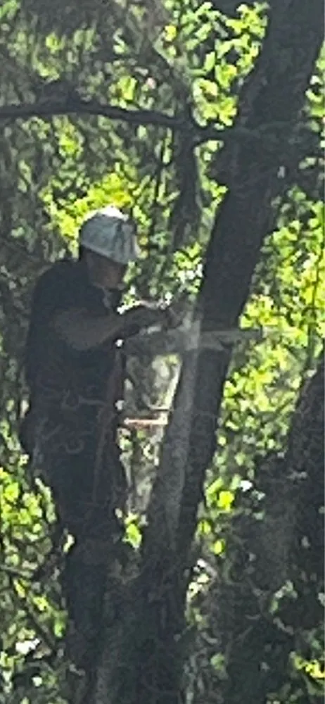 Trusted residential landscaping in Tacoma, WA by Dennis Dillon Pruning