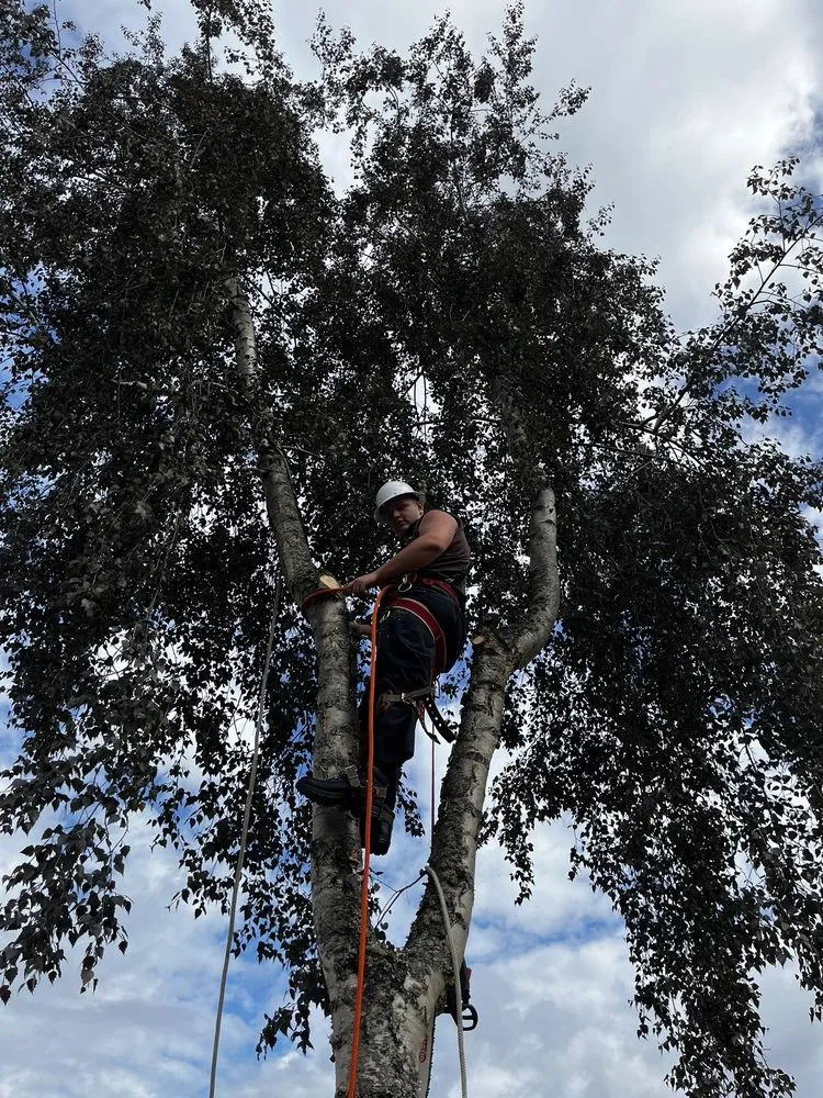 Reliable lawn mowing service in Tacoma, WA by Dennis Dillon Pruning