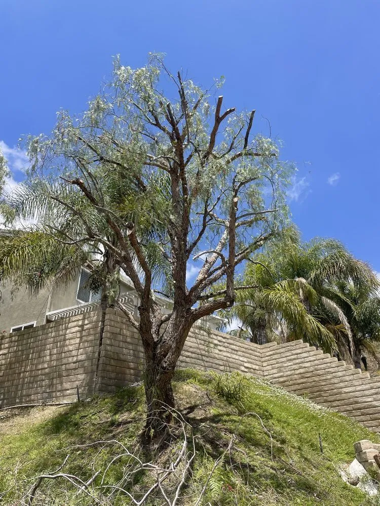 Local landscaping services experts serving Santa Clarita, CA - Denni’s Gardening, Tree, & Landscape Service