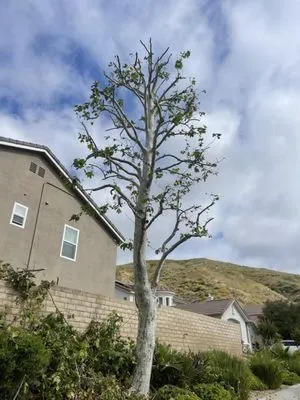 Denni’s Gardening, Tree, & Landscape Service Logo