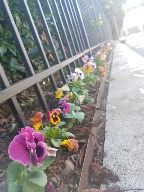 Professional landscape design near you across Norcross, GA - Dennis Premier Landscaping