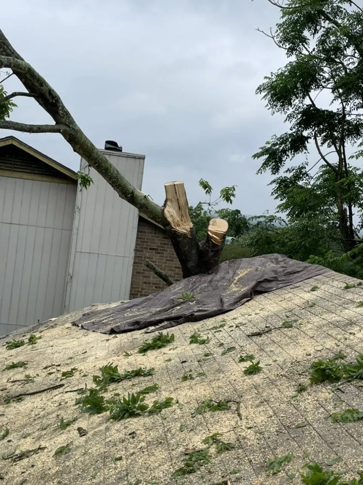 Top-rated landscape installation experts serving Buda, TX - Dennis Trees service