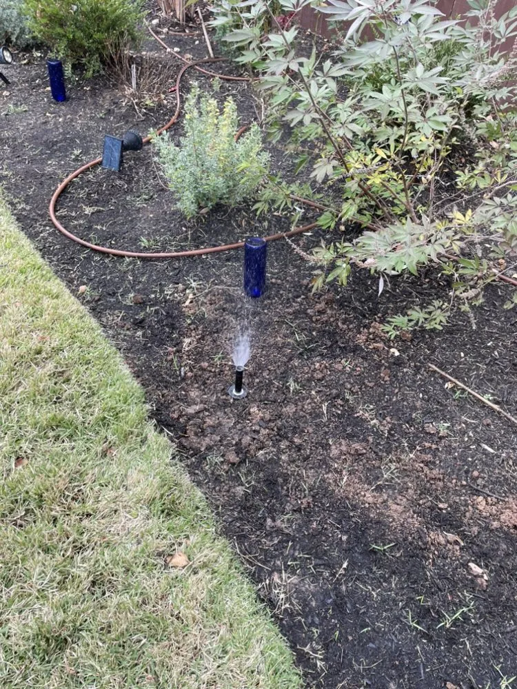 Trusted lawn care service experts serving Buda, TX - Dennis Trees service