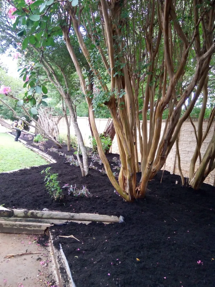 Local lawn care service in Buda, TX - Dennis Trees service