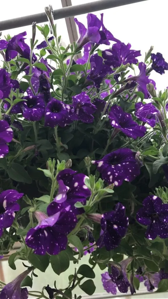 Custom yard maintenance in Cincinnati, OH by Denny McKeown's Bloomin Garden Centre