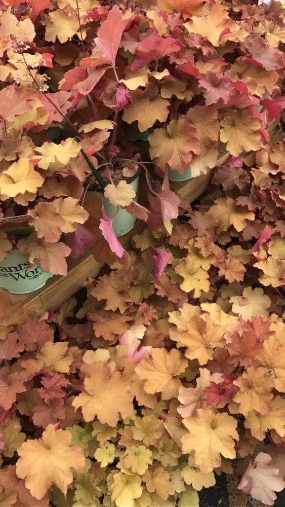 Local outdoor landscaping experts serving Cincinnati, OH - Denny McKeown's Bloomin Garden Centre