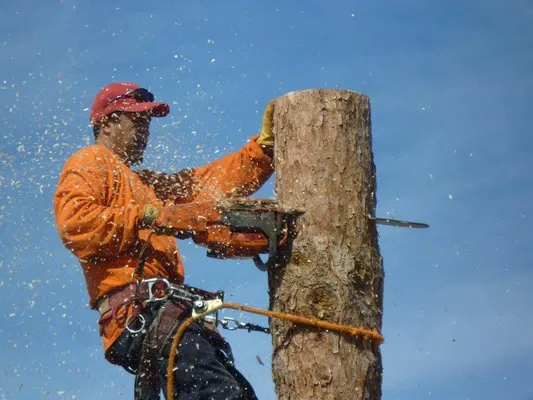 Denny's Cleaning Landscaping & Tree Removal Services