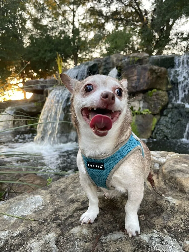 Local residential landscaping in Denton, TX by Denton Lawn Sprinkler