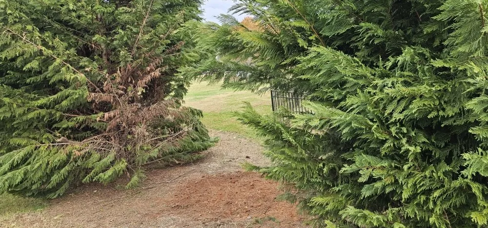 Professional yard maintenance experts serving Maiden, NC - Denver Grading and Land Clearing