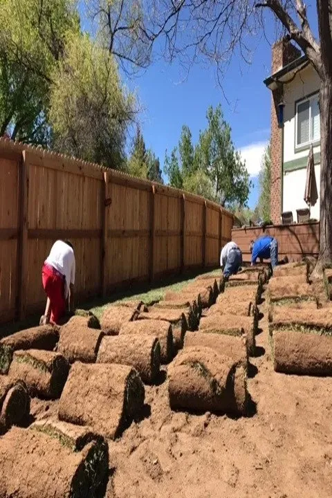 Trusted lawn care service in Denver, CO by Denver Lawn and Landscape