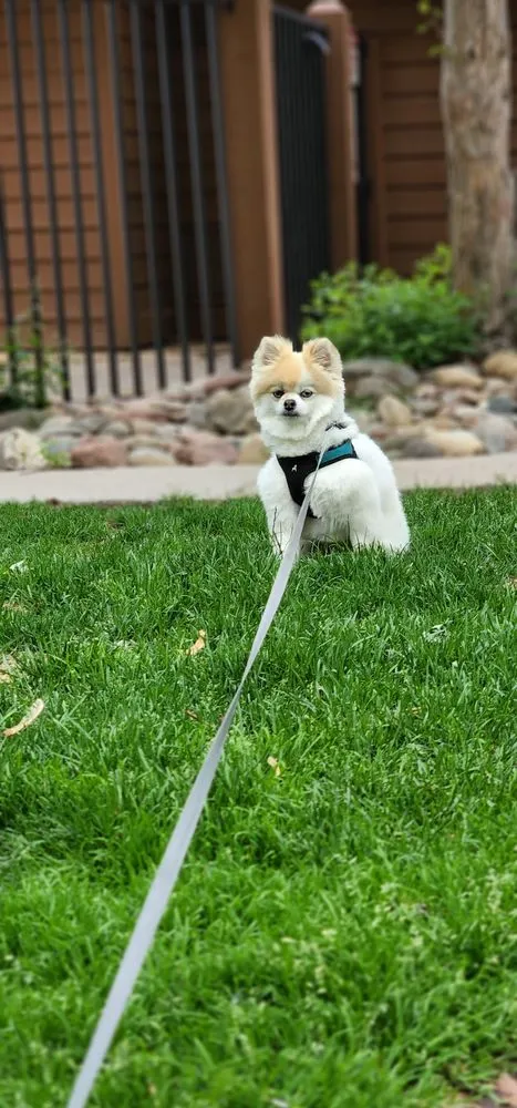 Custom landscape design for homes in Denver, CO by Denver Lawn and Landscape