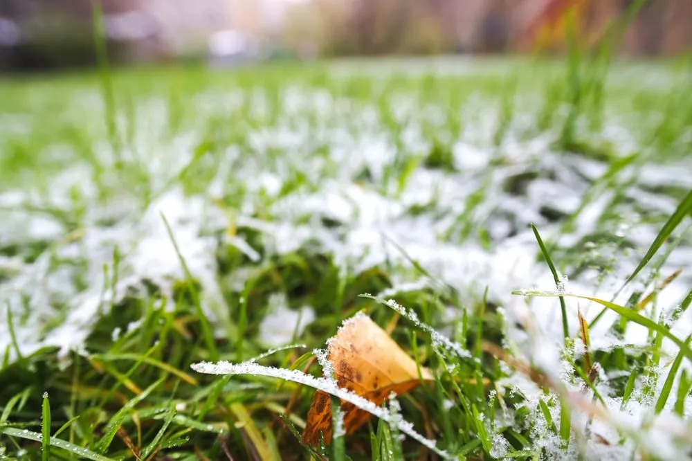 Professional yard cleanup service in Englewood, CO by Denver Sprinkler and Landscape