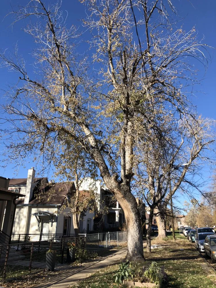 Affordable outdoor landscaping in Wheat Ridge, CO by Denver Tree and Landscape