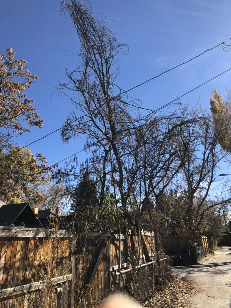 Local lawn care service in Wheat Ridge, CO by Denver Tree and Landscape