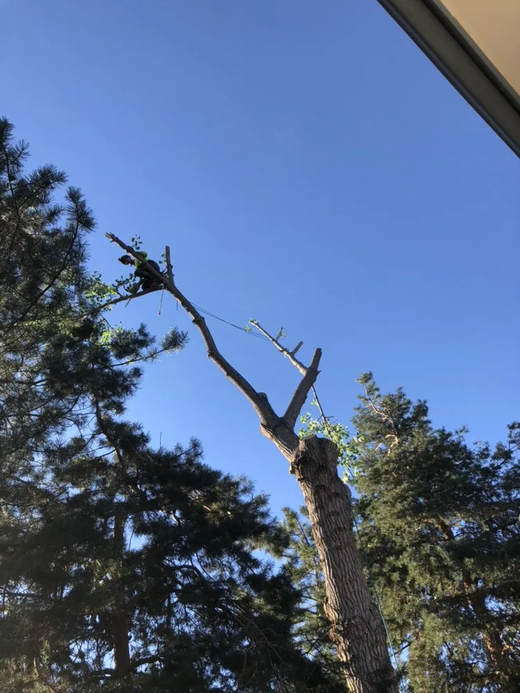 Local yard maintenance for homes in Wheat Ridge, CO by Denver Tree and Landscape