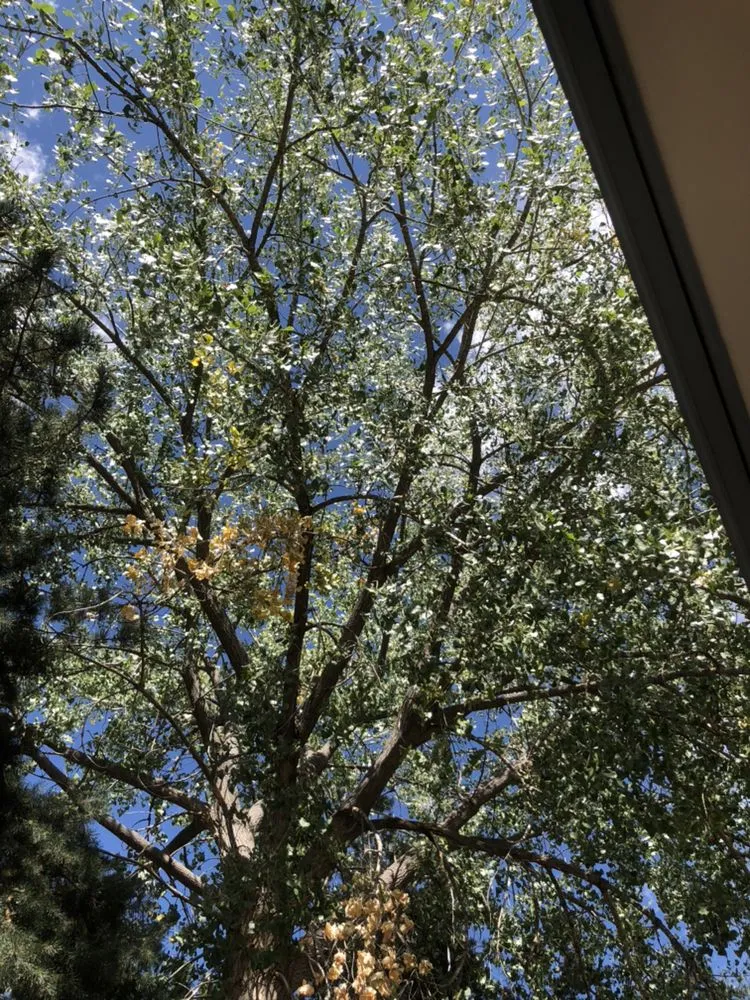 Professional landscaping services with custom design in Wheat Ridge, CO by Denver Tree and Landscape