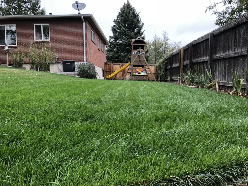 Reliable lawn care service in Wheat Ridge, CO by Denver Tree and Landscape