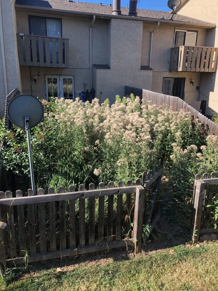 Reliable lawn mowing service in Wheat Ridge, CO - Denver Tree and Landscape