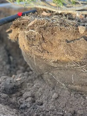 Denver Urban Landscapes Logo