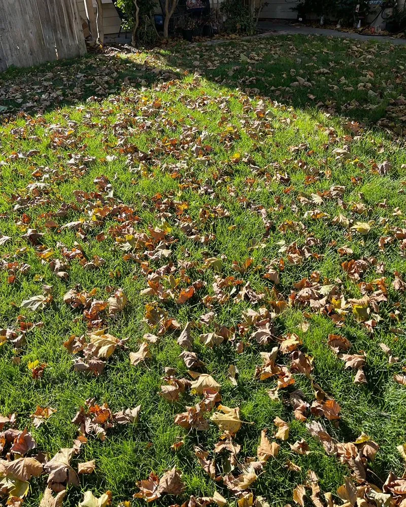 Professional outdoor landscaping with custom design in Salida, CA by Deo Gloria Lawn Care