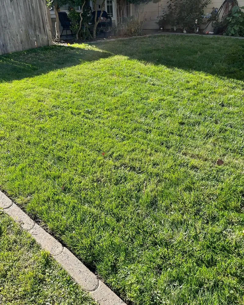 Expert yard maintenance in Salida, CA - Deo Gloria Lawn Care