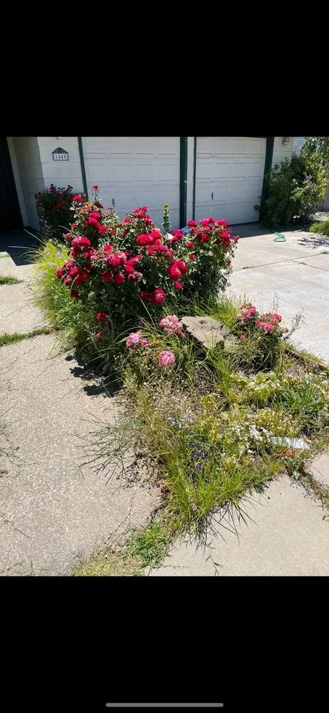 Reliable landscape design for year-round maintenance in Salida, CA by Deo Gloria Lawn Care