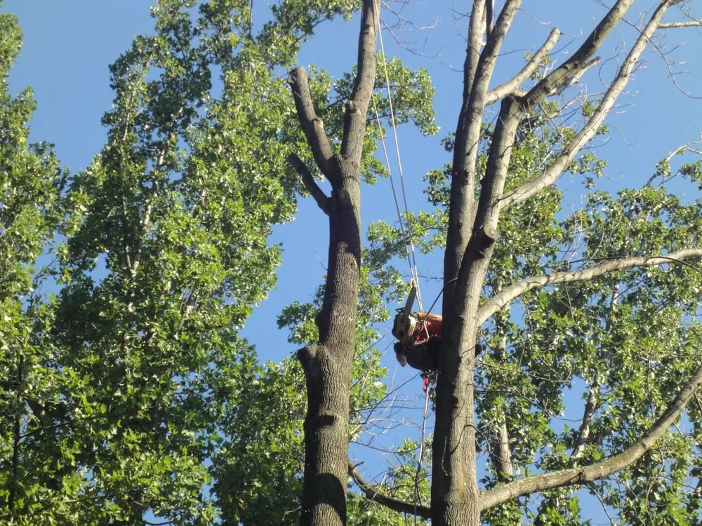 Top-rated outdoor landscaping with custom design in West Deptford, NJ by Dependable Land Maintenance