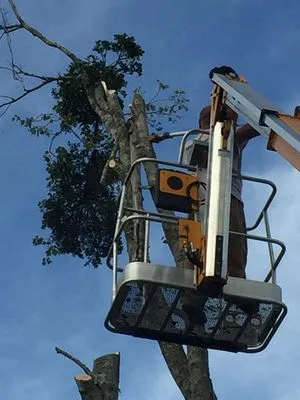 Dependable Lawn Care Logo