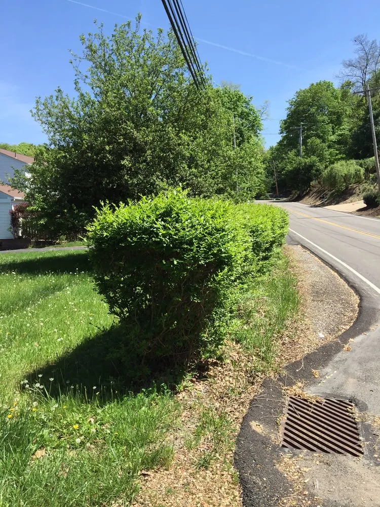 Affordable yard cleanup service for residential properties across Pittsburgh, PA - Dependable Lawn Services