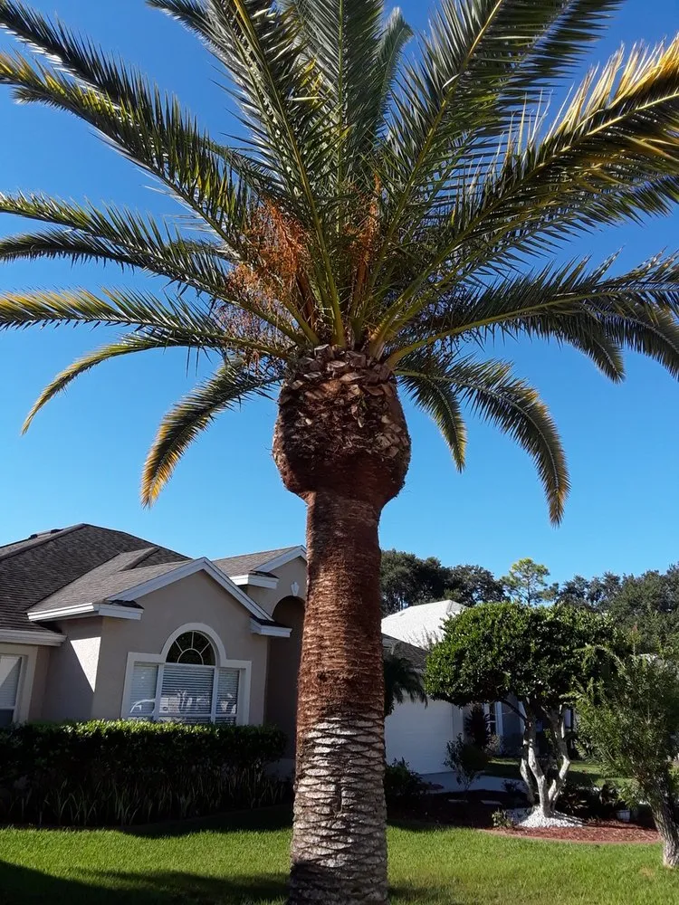 Custom yard cleanup service experts serving Orlando, FL - Dependable Property Care | DPC Rentals