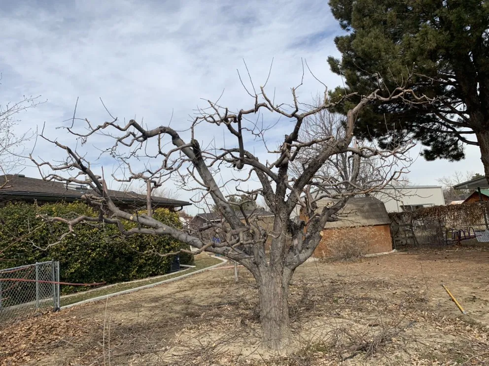 Reliable outdoor landscaping for beautiful yards across Salt Lake City, UT - Dependable Tree service