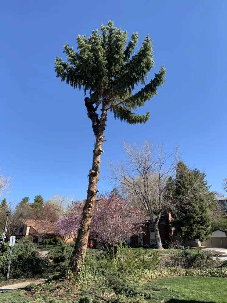 Local residential landscaping for outdoor upgrades in Salt Lake City, UT by Dependable Tree service