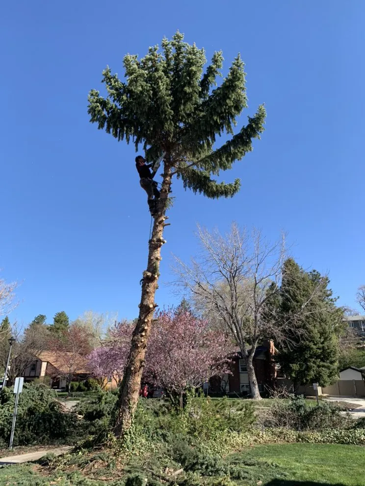Top-rated landscape installation for homes across Salt Lake City, UT - Dependable Tree service