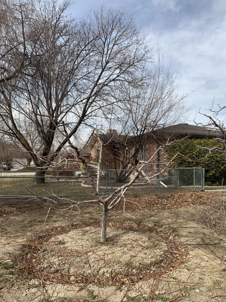 Top-rated lawn mowing service experts serving Salt Lake City, UT - Dependable Tree service