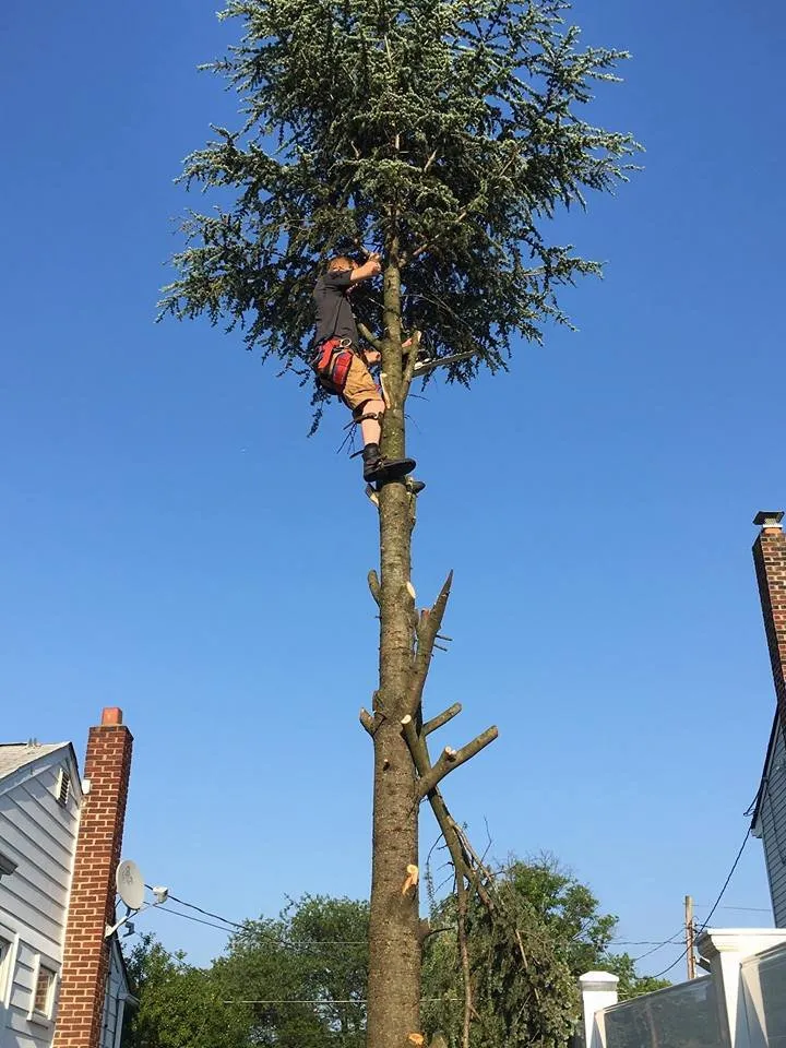 Expert garden landscaping for homes in Pennsauken, NJ by Deputy Tree & Property Services