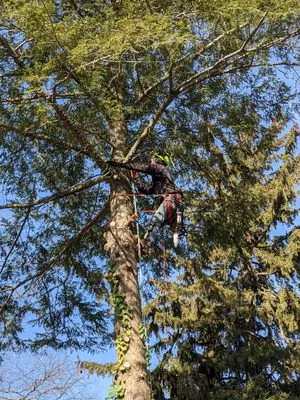 Deputy Tree & Property Services Logo