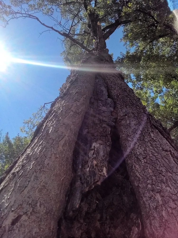 Custom landscape design in Marlow, OK by Derk's Tree Lawn and Garden's