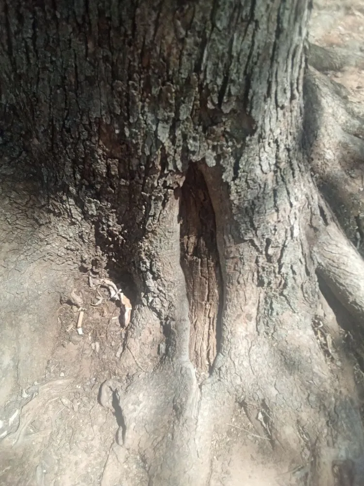 Reliable yard cleanup service in Marlow, OK by Derk's Tree Lawn and Garden's