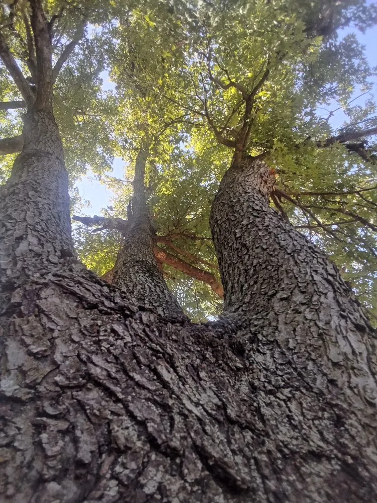 Trusted lawn care service for year-round maintenance across Marlow, OK - Derk's Tree Lawn and Garden's