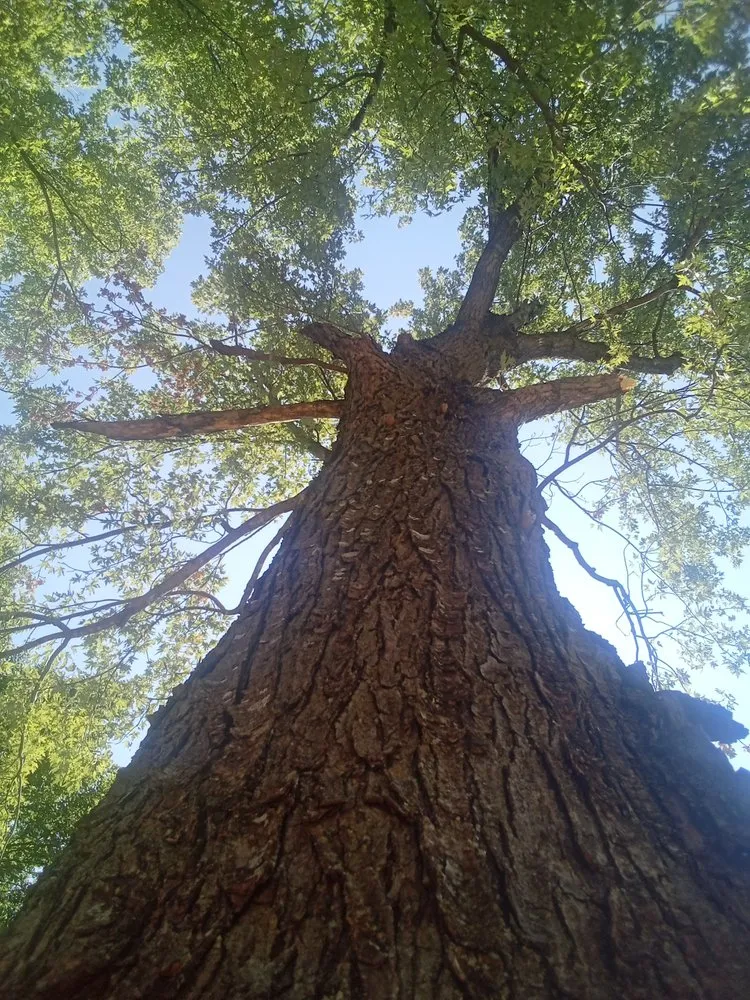 Affordable outdoor landscaping experts serving Marlow, OK - Derk's Tree Lawn and Garden's