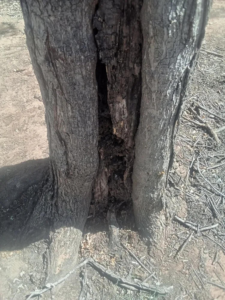 Trusted garden landscaping for residential properties in Marlow, OK by Derk's Tree Lawn and Garden's