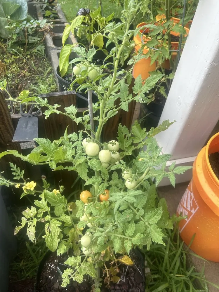 Reliable yard cleanup service for beautiful yards in Mesquite, TX by Derricks Landscaping & Gardening