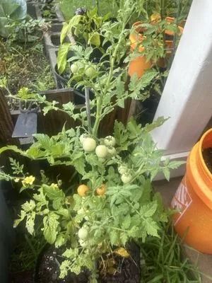 Derricks Landscaping & Gardening Logo