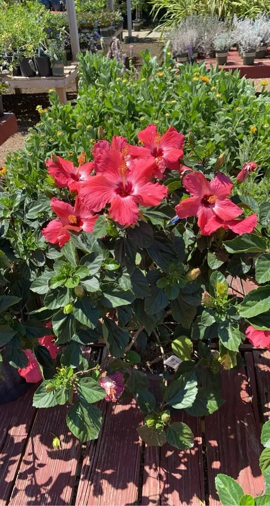 Expert yard maintenance in Murfreesboro, TN - Derryberry Designs