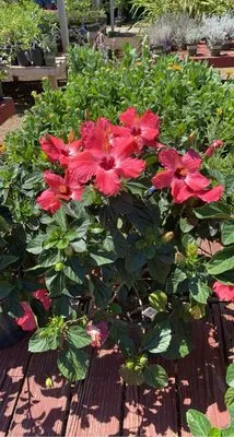 Derryberry Designs Logo