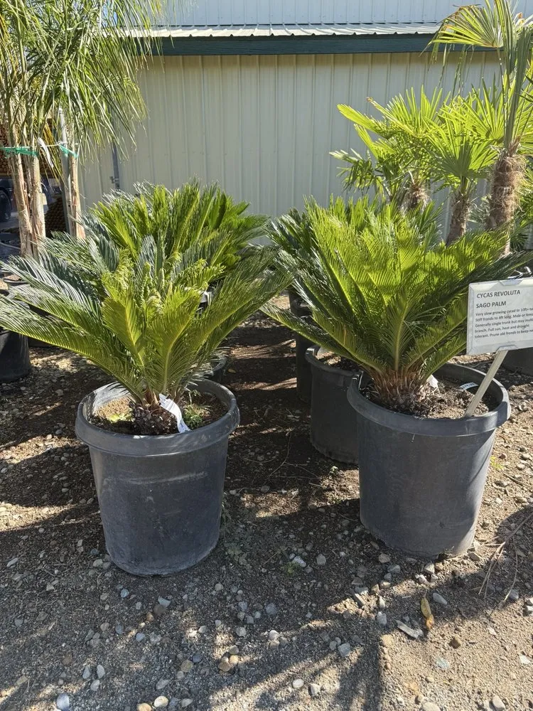 Affordable lawn care service with custom design in Fresno, CA by DES Landscaping