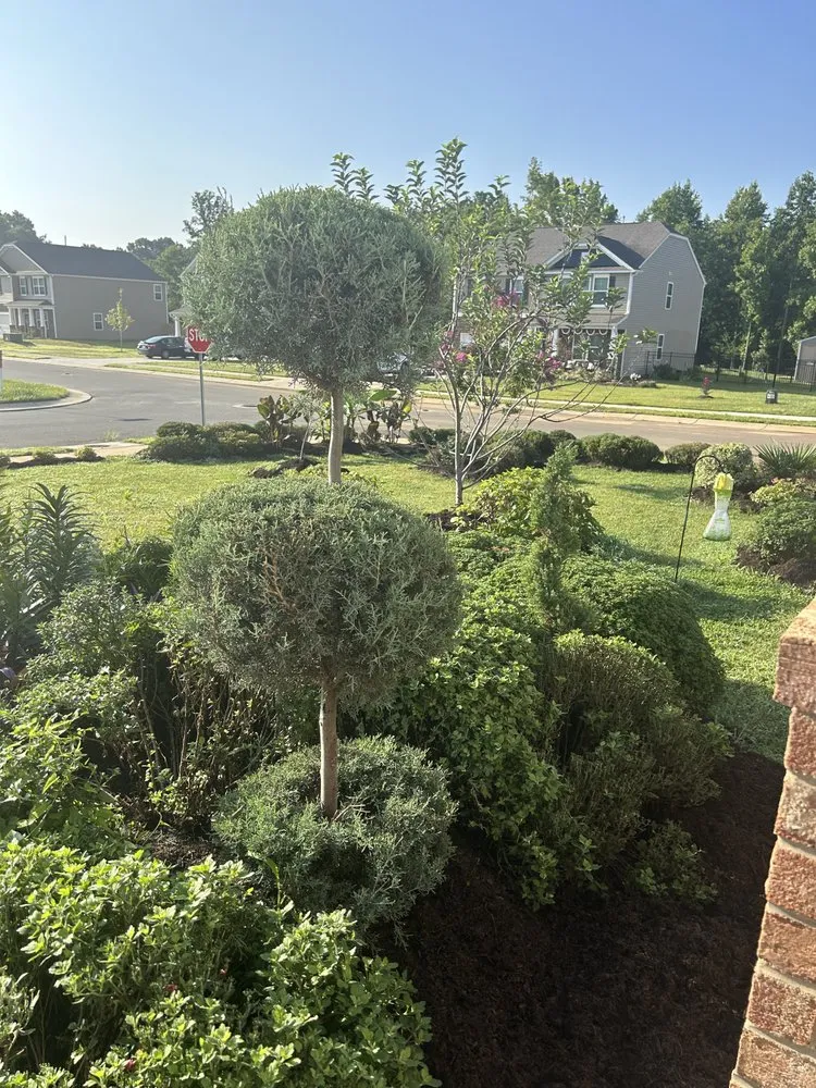 Expert landscape installation in Burlington, NC by DeSalvo Tree and Landscaping