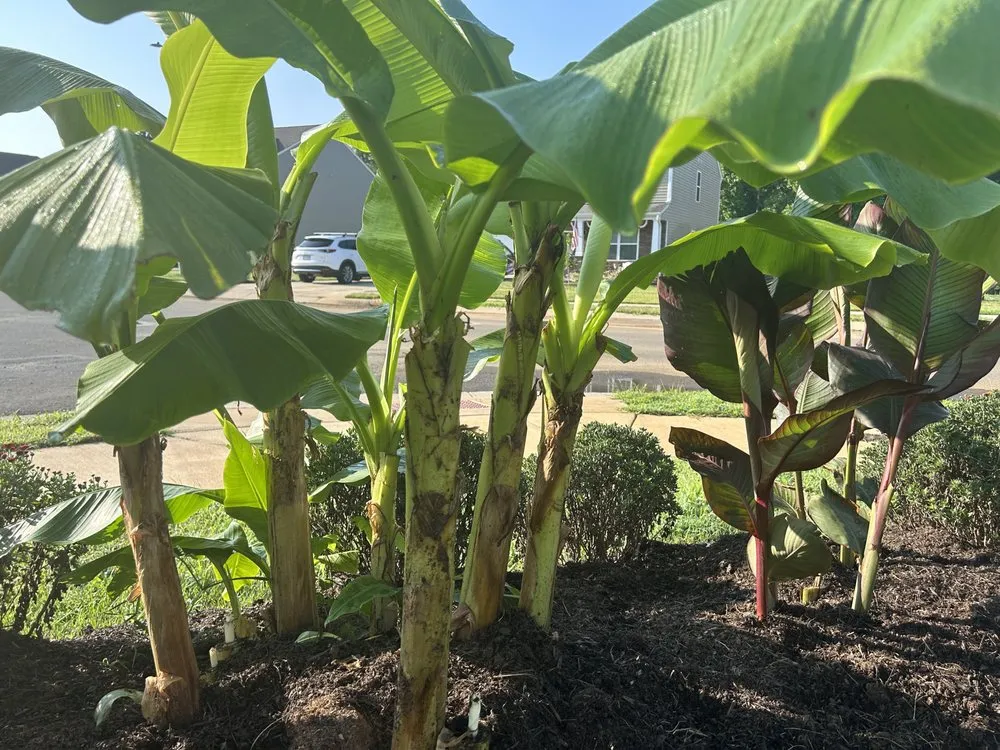 Top-rated yard maintenance experts serving Burlington, NC - DeSalvo Tree and Landscaping